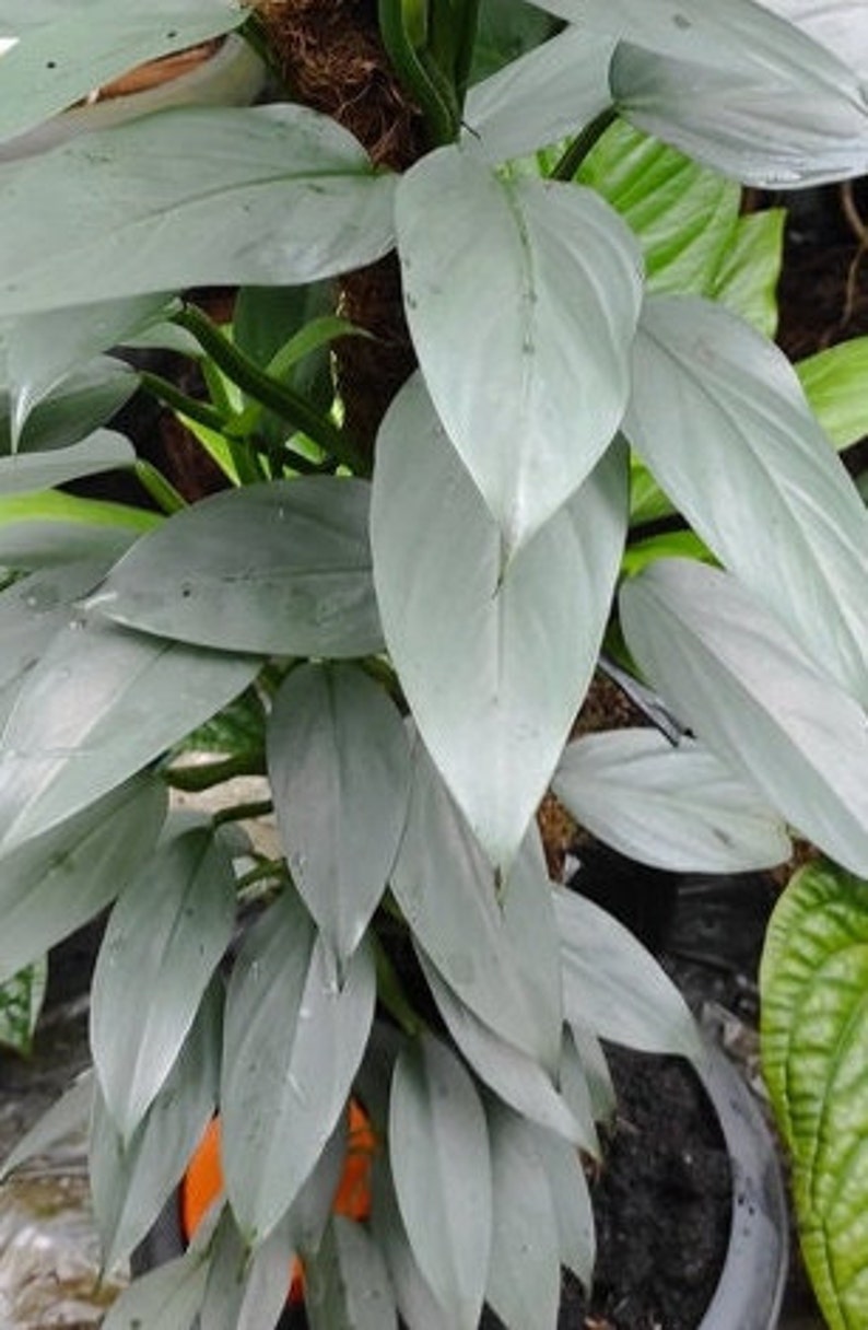 Philodendron Silver Sword Hastatum Tropical Climbing Houseplant or Garden plant