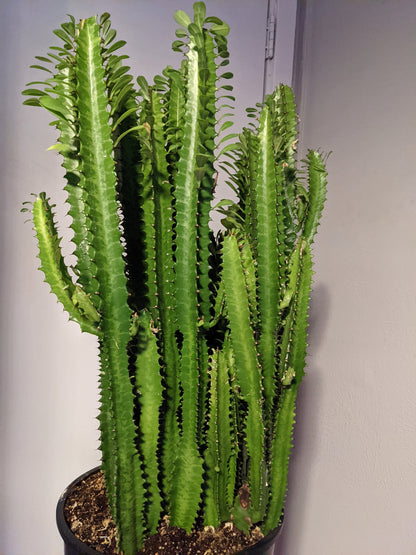 Green African Milk Tree - Euphorbia Trigona Succulent Cactus plants - Dragon Bones - SIZE OPTIONS
