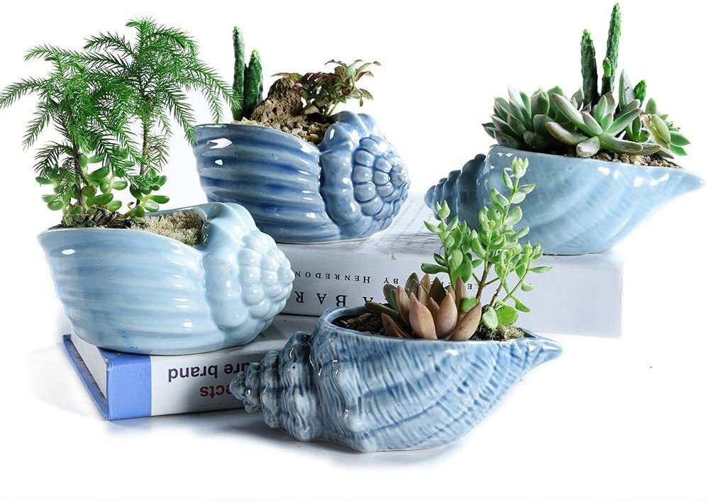  VanEnjoy 5 Ceramic Succulent Pot, Cute Ocean Blue Seashell  Series, Conch Shaped Cactus Pot Planter, Flower Pot, Pottery Bonsai Pot ( Seashell C) : Patio, Lawn & Garden