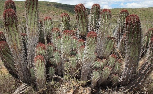 Great Outdoor Cactus Euphorbia Horrida Noorsveldensis - RARE Succulent Looks Like Cactus/Cacti But is Succulent