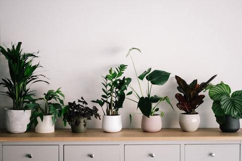 Houseplants for all ages beginner or advanced plant owners