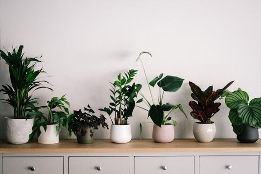 10 Amazing Home Office Plants