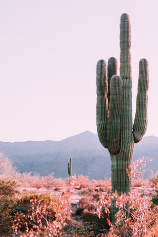 5 Tallest Biggest Cacti/Cactus Species in the world