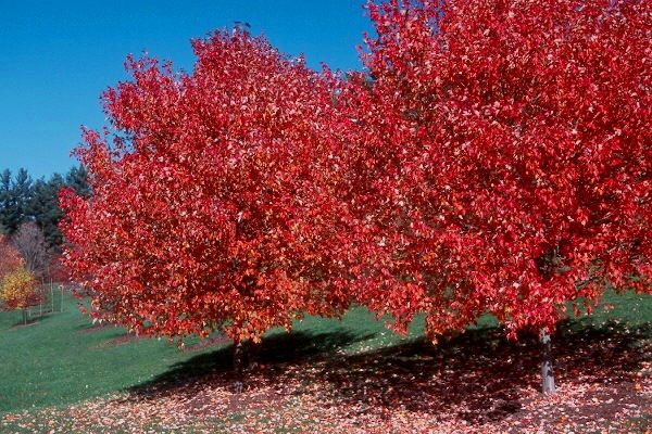 Best Suggested Trees To Plant On Arbor Day for all USA
