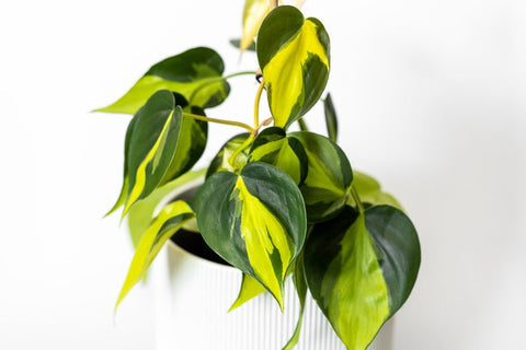 Brazil Pothos Epipremnum aureum Plant Care Info Plant Tips & Help