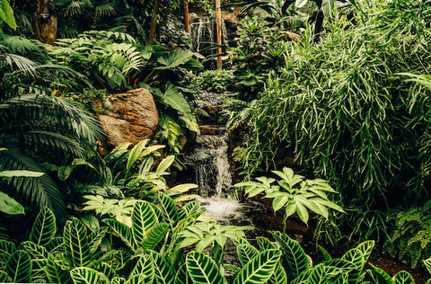 Tropical Plants What Tropical Plants are where they come from how to care for them