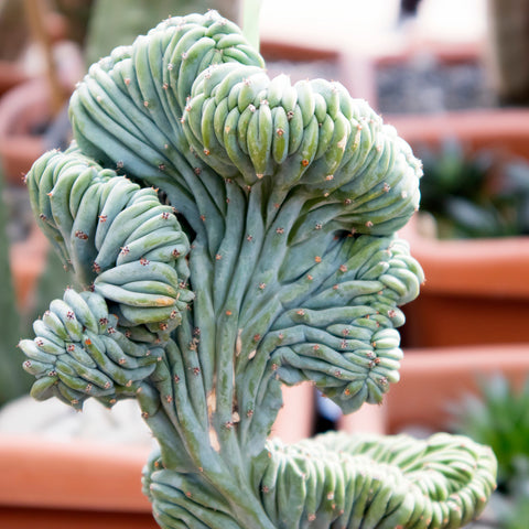 Blue Candle Crested Blue Elite Crested Cactus/Cacti Myrtillocactus Geometrizans Guides Care Info Tips