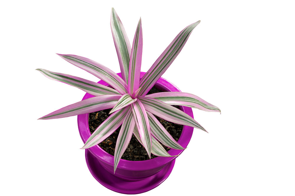pink Tradescantia inch plant 