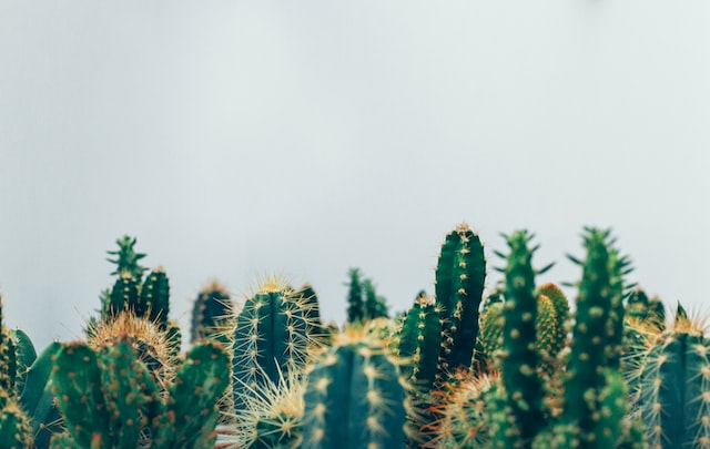 Cacti/Cactus Info Facts & History of Cactus