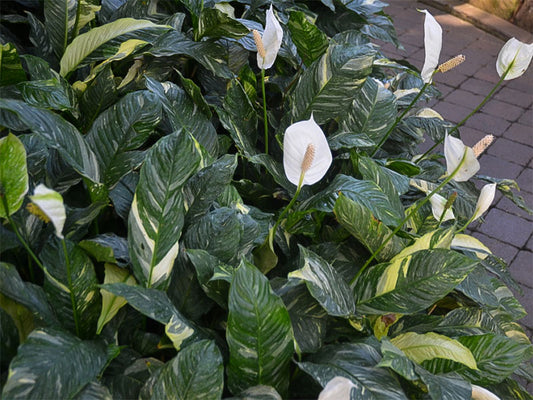 Variegated Peace Lily Domino, Popular Much Loved Rare Version Spathiphyllum Wallisii Domino