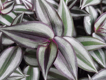 Zebrina Tradescantia Wandering Jewel Ornamental Houseplant Easy Care Plant Guide