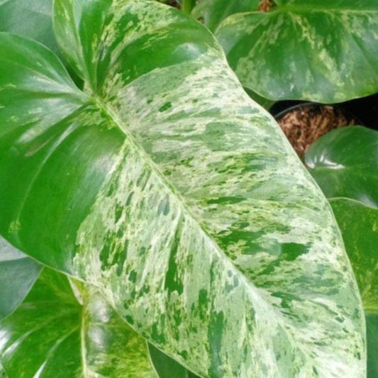 Philodendron Gigantescum Variegated Large Leaf Tropical Houseplant