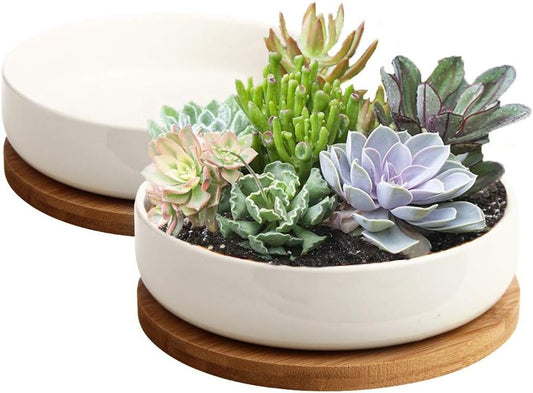 Succulent Agreement Planter Pot Display for Succulents Aloe Cactus or Airplants