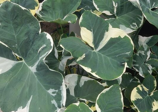 Alocasia Mickey Mouse Variegated, Tropical foliage plant Living Garden or Houseplant