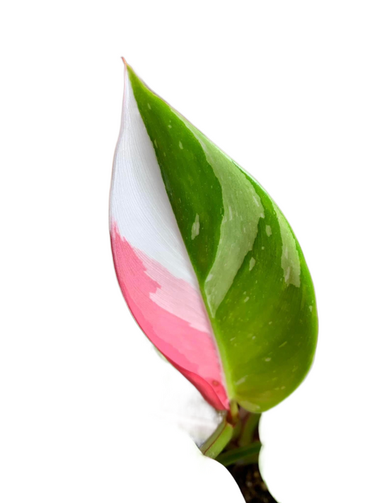 Tricolor White Princess Philodendron with Pink, Tricolor Philodendron