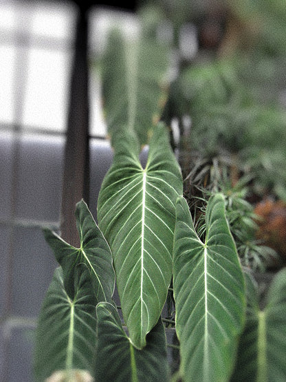 Black-Gold Philodendron Melanochrysum Melano Tropical Plant Grows Huge Leaves Amazing Houseplant