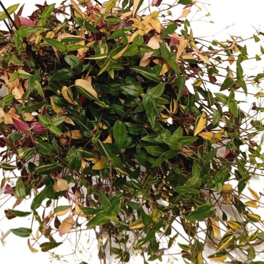 Variegated bridal veil, Gibasis pellucida tricolor spiderwort family, Commelinaceae Rare Tri-Color Plant