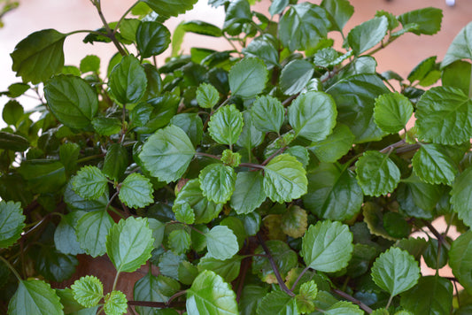 Creeping Charlie House Plant, Swedish Ivy Plant With Succulent Leaves Plectranthus verticillatus