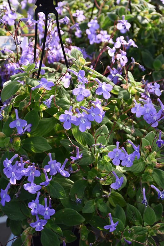 Concord Blue Cape Primrose Streptocarpus saxorum Concord Blue Indoor or outdoor garden plant