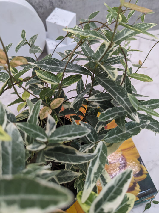 Variegated Asiatic Jasmine, Ground Cover Plant, Popular Evergreen Vine
