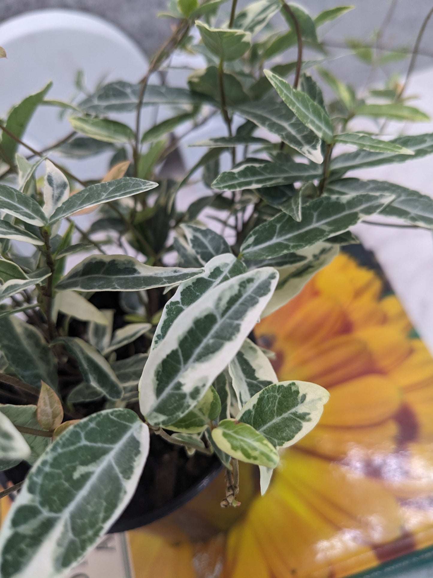 Variegated Asiatic Jasmine, Ground Cover Plant, Popular Evergreen Vine