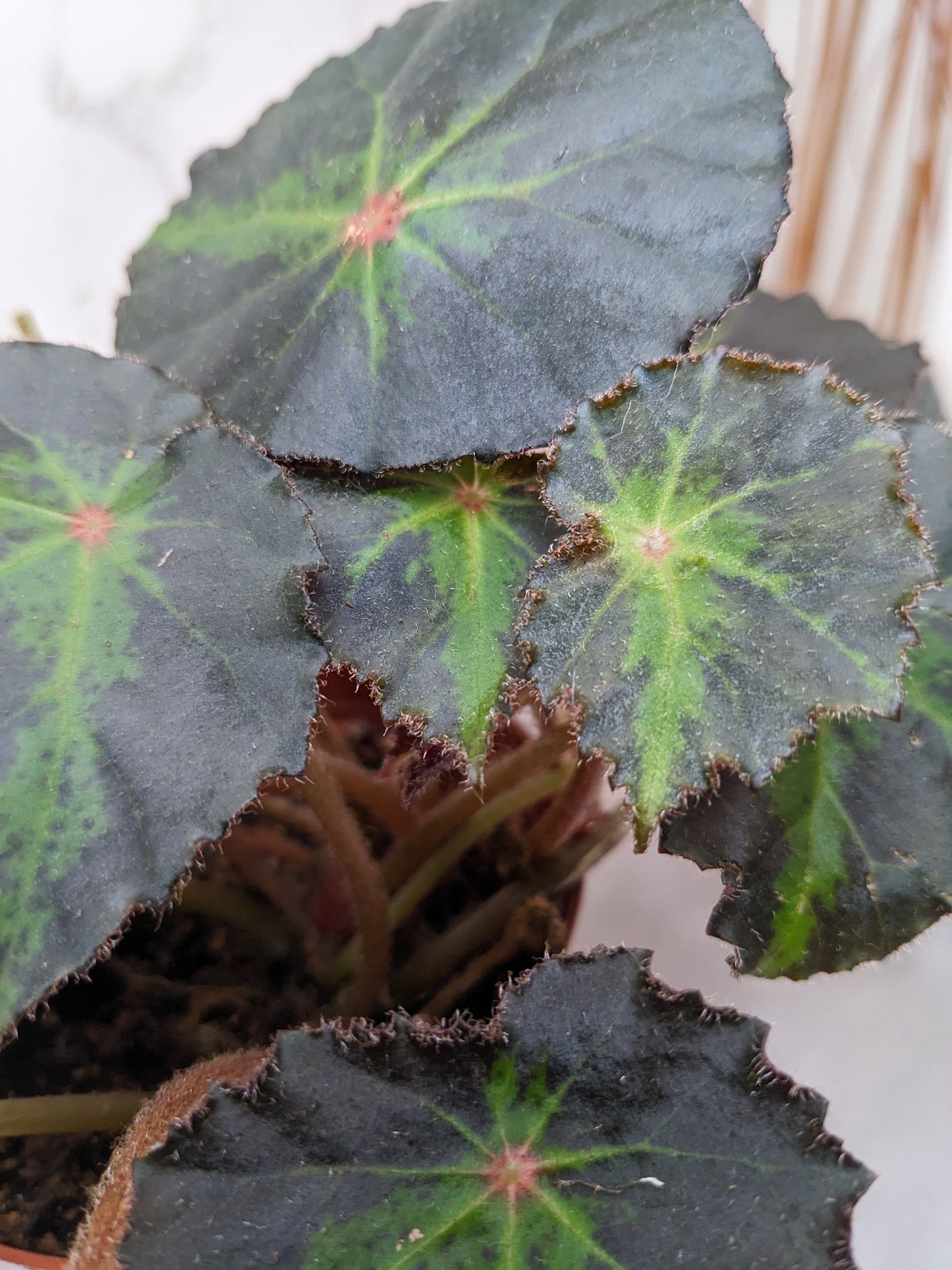 Begonia ‘Boyfriend' eye-catching hybrid begonia cultivar
