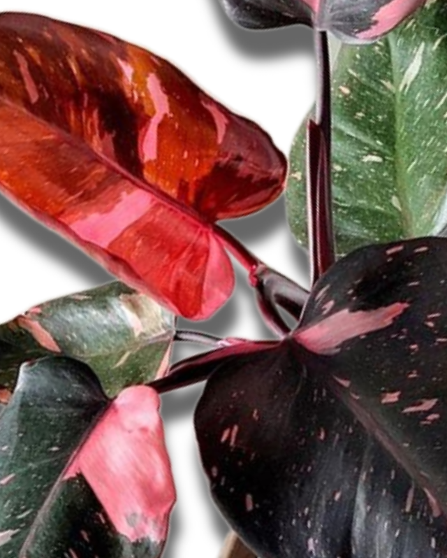 Philodendron Marble Galaxy Pink Princess, Rare Indoor Houseplant Collectors Plant
