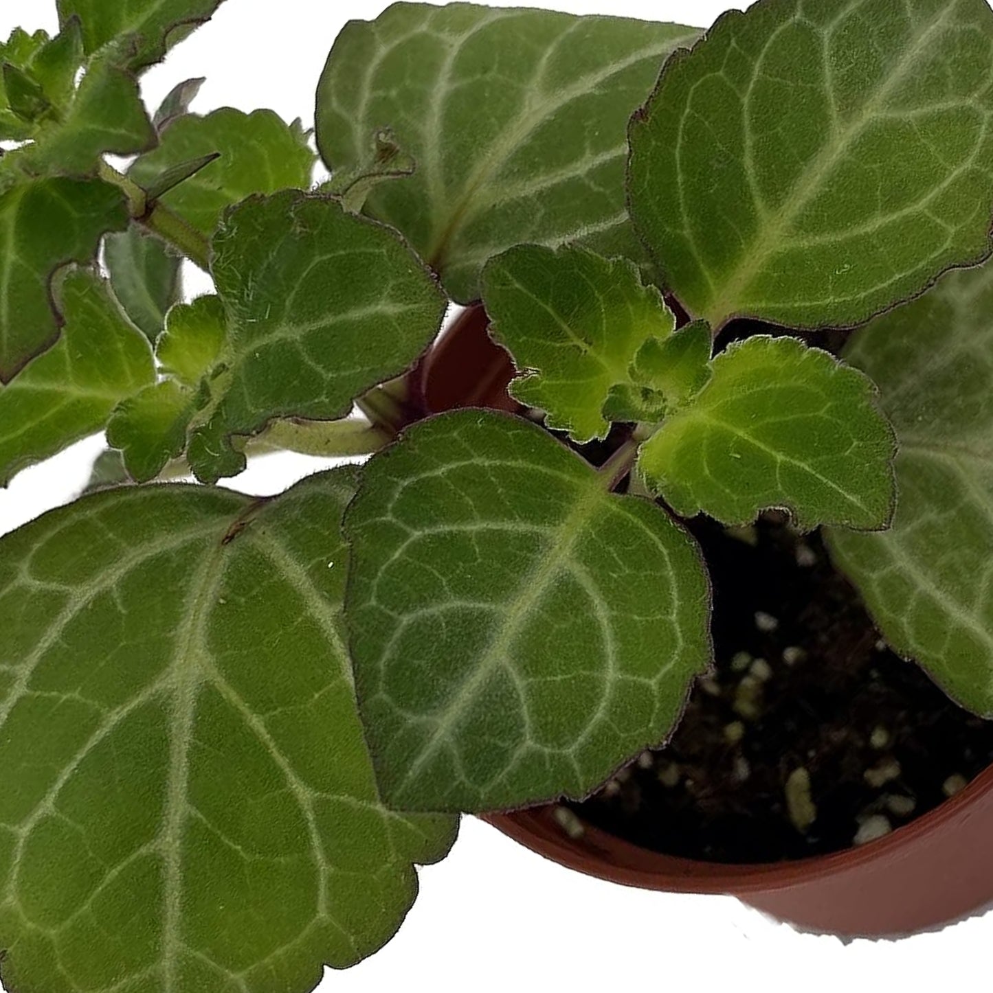 Lace Swedish Ivy Plant - Plectranthus australis Swedish Ivy Rare Ground Cover or House Plant