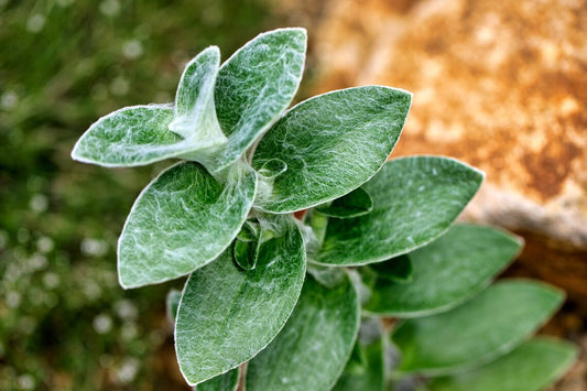 Cobweb Spiderwort White Velvet Tradescantia sillamontana Wandering Jew Buy Online & Plant Care Guide Info