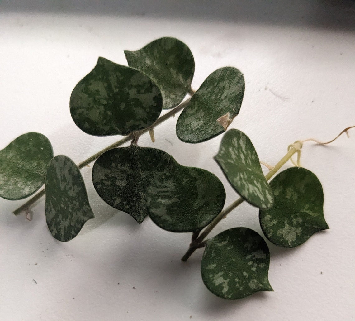Hoya Curtisii Spotted variegated Plant Guide Buy Online Rooted or Cutting Hoya wayetti variegated