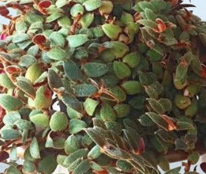 Teddy Bear Vine - Cyanotis kewensis Tradescantia Wandering Jewel Ornamental Houseplant Easy Care Plant Guide