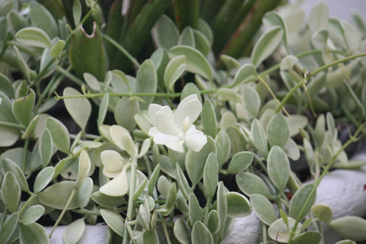 White Diamond Starter House Plant Dischidia ioantha Variegata