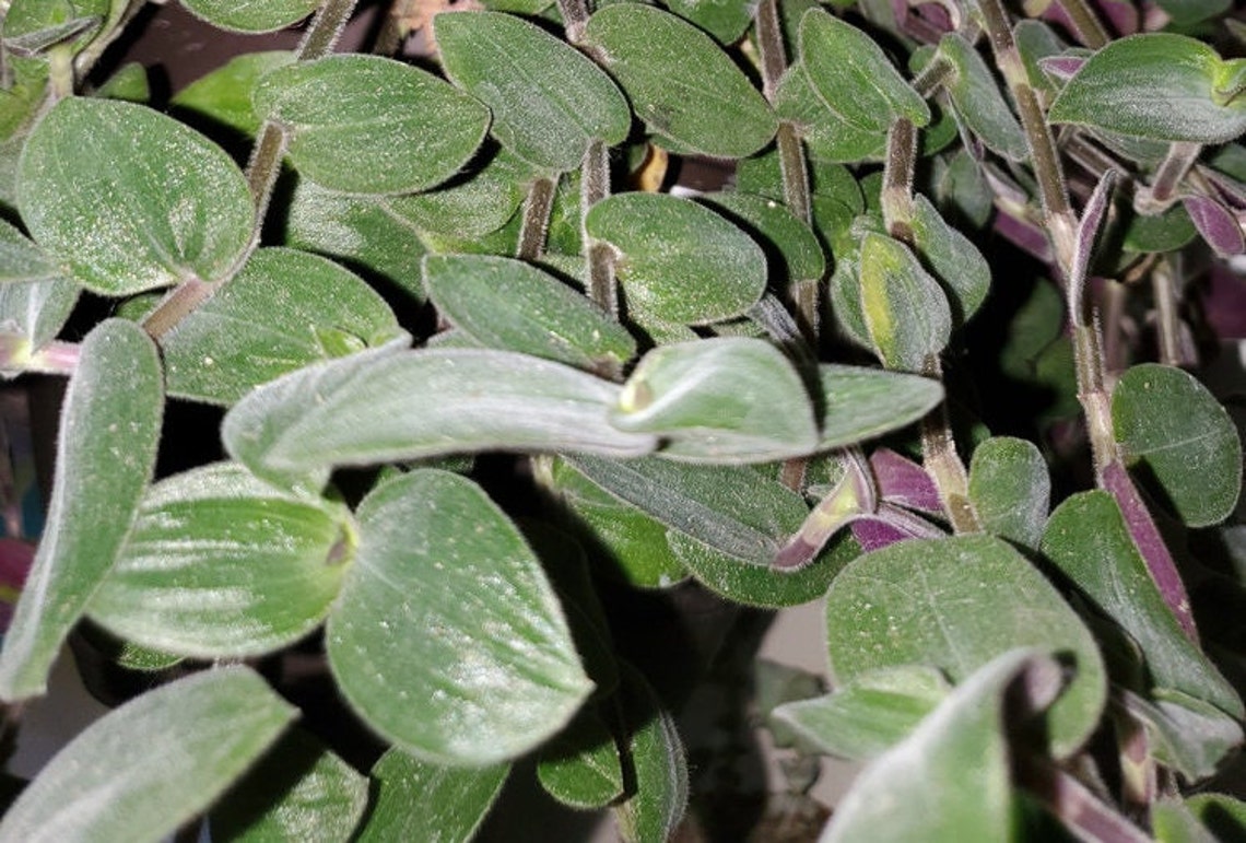 Baby Bunny Wandering Jewel Ornamental Houseplant Easy Care Plant Guide Tradescantia chrysophylla 'Baby Bunny Bellies