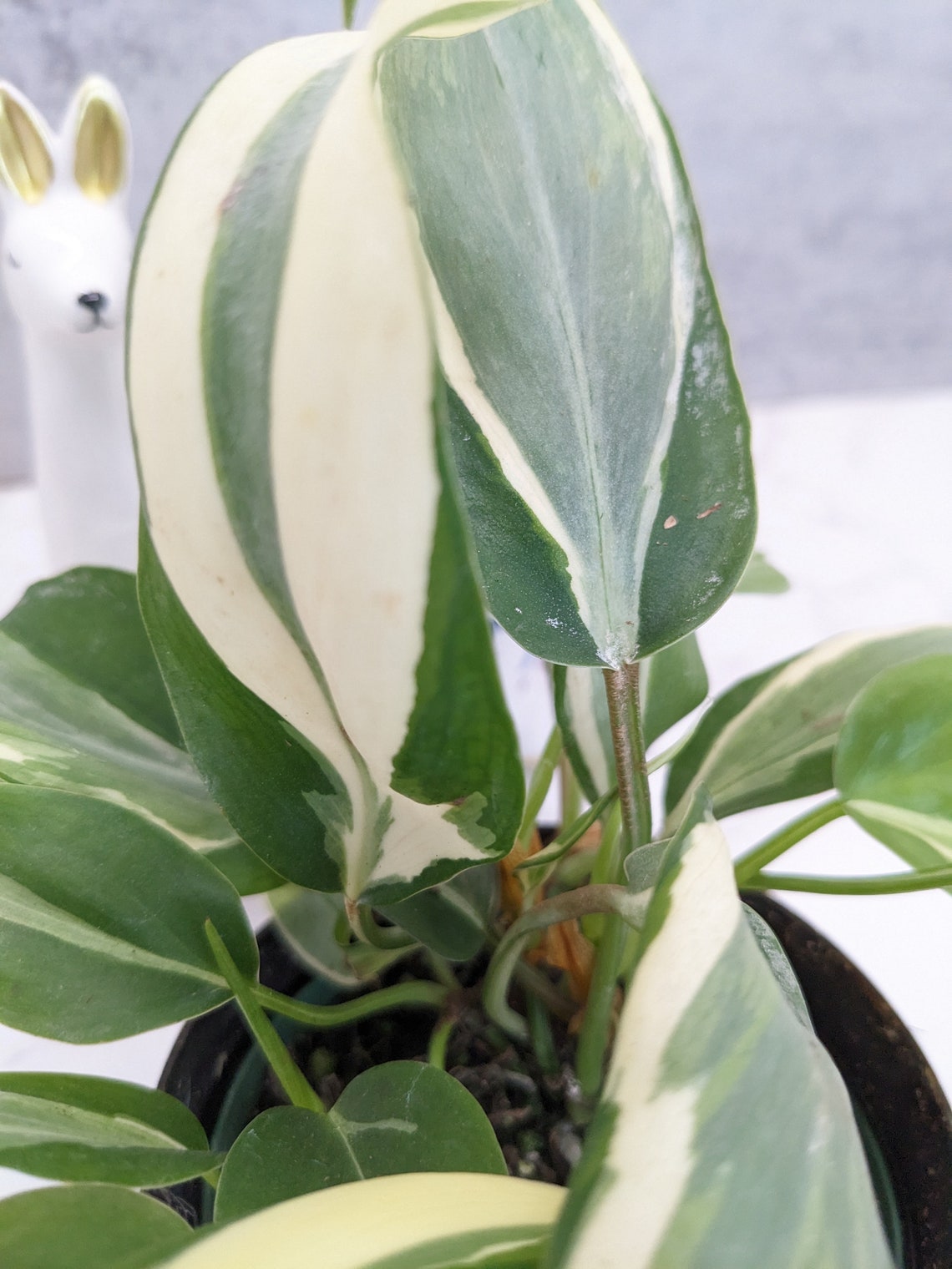 Rio Pothos Rare Houseplant From Popular Plant Philodendron hederaceum 'Rio' Collectors Plant