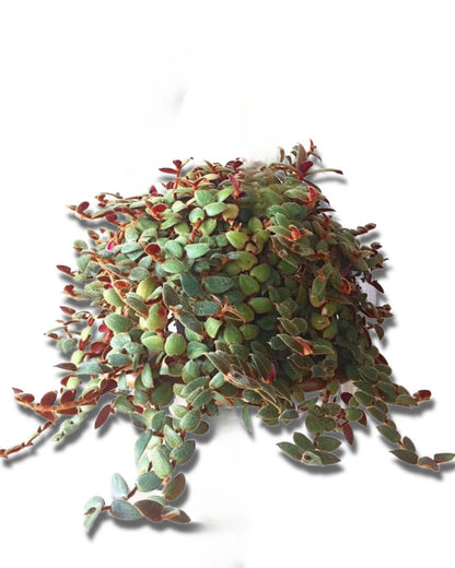Teddy Bear Vine - Cyanotis kewensis Tradescantia Wandering Jewel Ornamental Houseplant Easy Care Plant Guide