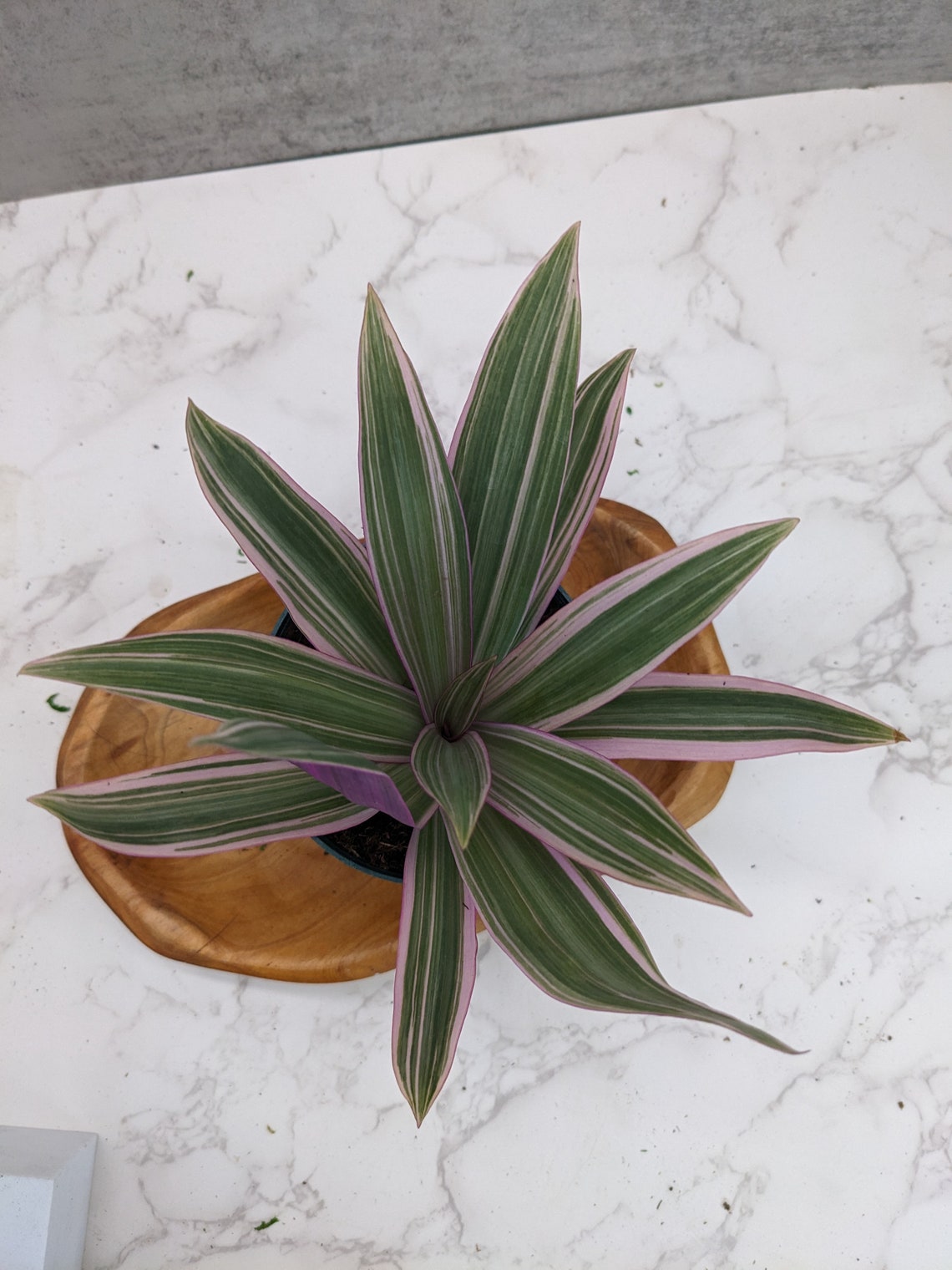 Buy Tricolor Tradescantia Rhoeo Spathacea Plant Online, Large Sword Shape Leaf Foliage  Indoor Houseplants or Outdoor Perennial Plant