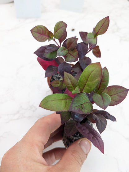 Purple Prince/Joseph's Coat Plant, Alternanthera ficoidea multicolored plant leaves garden yard plant or houseplant