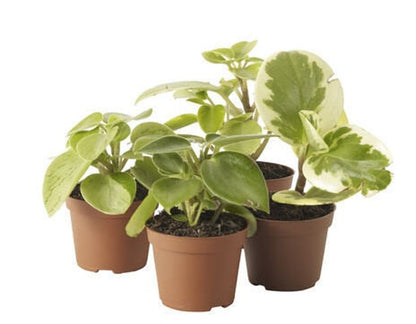 3 Cat Friendly Plants, Pet Friendly & Safe Houseplants Bundle Indoor Kitty 2" Potted Sets, House Plant Cat Mom/Dad Gift