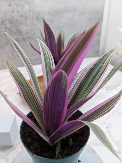 Buy Tricolor Tradescantia Rhoeo Spathacea Plant Online, Large Sword Shape Leaf Foliage  Indoor Houseplants or Outdoor Perennial Plant
