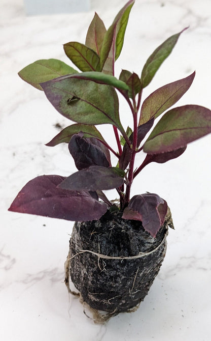 Purple Prince/Joseph's Coat Plant, Alternanthera ficoidea multicolored plant leaves garden yard plant or houseplant