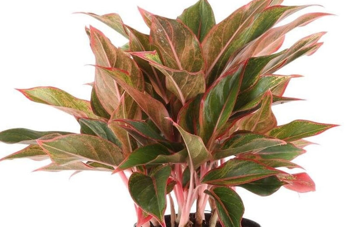 Red Chinese Evergreen Plant Aglaonema Alive Indoor Houseplant Garden Easy Care Low To Med