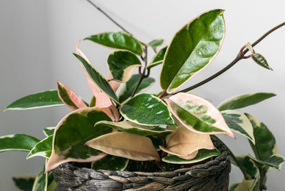 Carnosa Krimson Princess variegated variety of Hoya carnosa buy online care guide plant house plant info