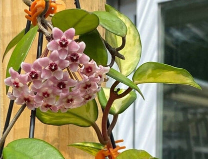 Carnosa Krimson Princess variegated variety of Hoya carnosa buy online care guide plant house plant info