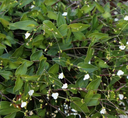 Tahitian Bridal Veil Starter Plant Gibasis geniculata Tradescantia multiflora Starter Ornamental