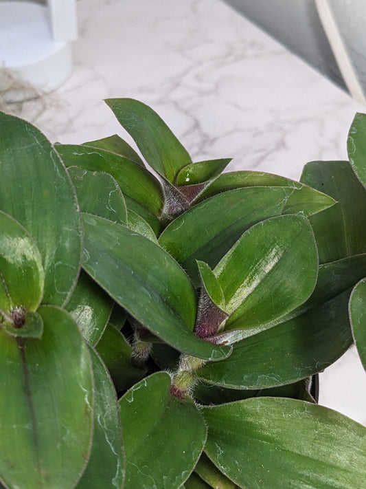 Red Hill Tradescantia Wandering Jewel Ornamental Houseplant Easy Care Plant Guide
