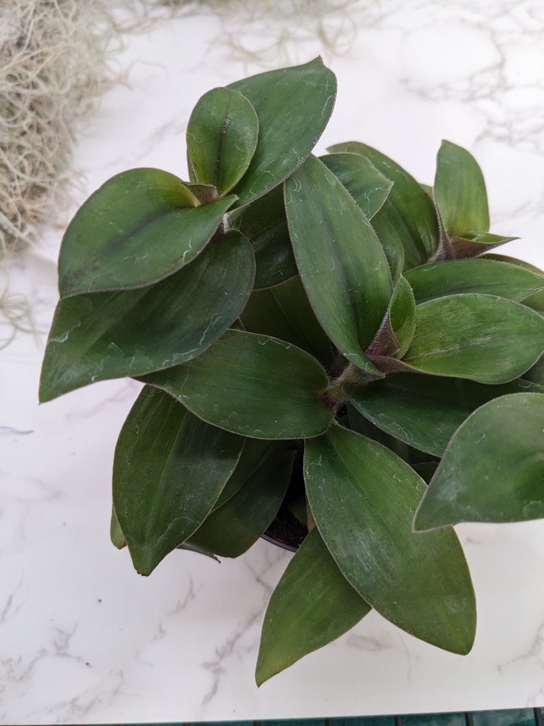 Red Hill Tradescantia Wandering Jewel Ornamental Houseplant Easy Care Plant Guide