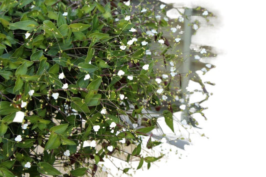 Tahitian Bridal Veil Starter Plant Gibasis geniculata Tradescantia multiflora Starter Ornamental