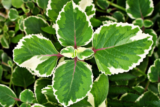 Old Fashion Swedish Ivy Plant Plectranthus Verticillatus Variegated