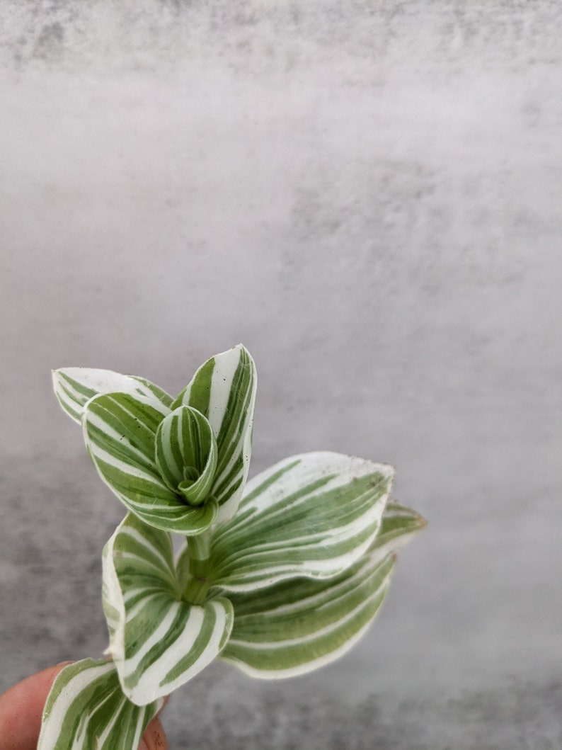 Giant Pistachio White Inch Plant Tradescantia Houseplants Live Plants Rare Home Decor Gift fluminensis Albovittata Wandering Jew-el