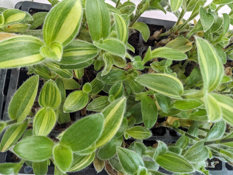 Variegated Cobweb Spiderwort White Velvet Tradescantia Sillamontana Wandering Jew Buy Online & Plant Care Guide Info